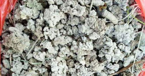 家庭養(yǎng)花必備 最適用的有機(jī)肥與土壤改良劑解析