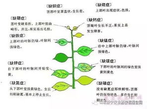 限時(shí)優(yōu)惠 土壤改良劑新研發(fā)，第二套免費(fèi)送！